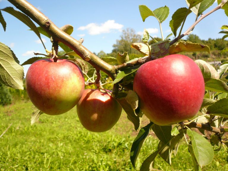 Obstgehölze