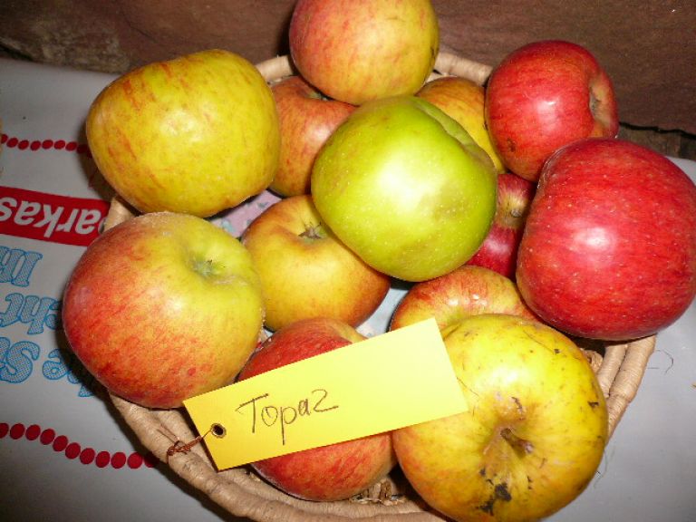 Apfelsorte Topaz